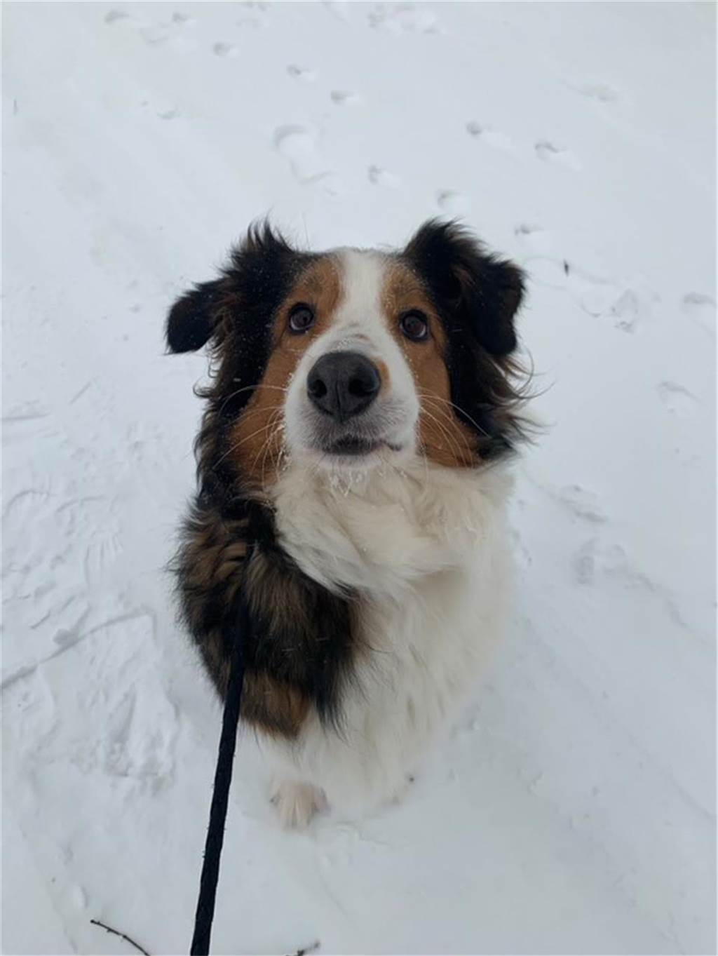 Zum Welthundetag: Viele Fotos von den Dorstener Fellnasen Unzählige E-Mails sind bei uns zum Welthundetag eingegangen. Ob kleine oder große Fellnasen: Hier sind Dorstens Hunde!