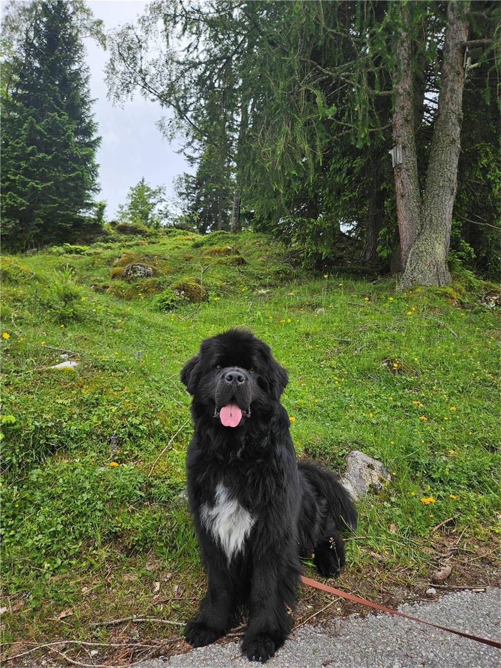 Zum Welthundetag: Viele Fotos von den Dorstener Fellnasen Unzählige E-Mails sind bei uns zum Welthundetag eingegangen. Ob kleine oder große Fellnasen: Hier sind Dorstens Hunde!
