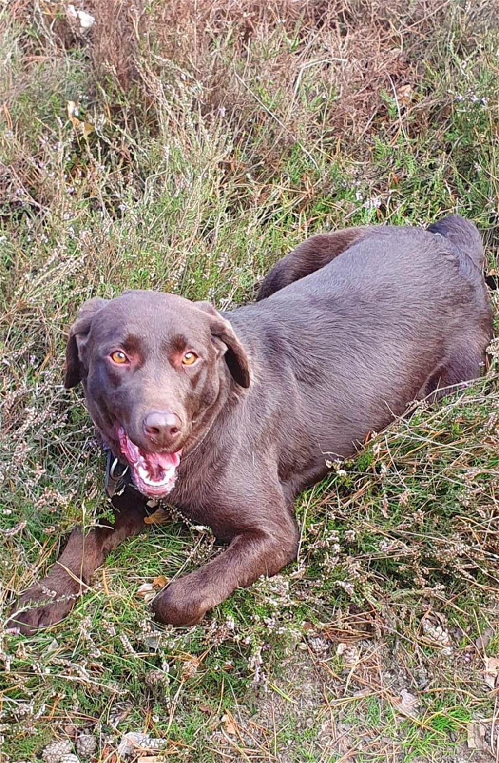 Zum Welthundetag: Viele Fotos von den Dorstener Fellnasen Unzählige E-Mails sind bei uns zum Welthundetag eingegangen. Ob kleine oder große Fellnasen: Hier sind Dorstens Hunde!