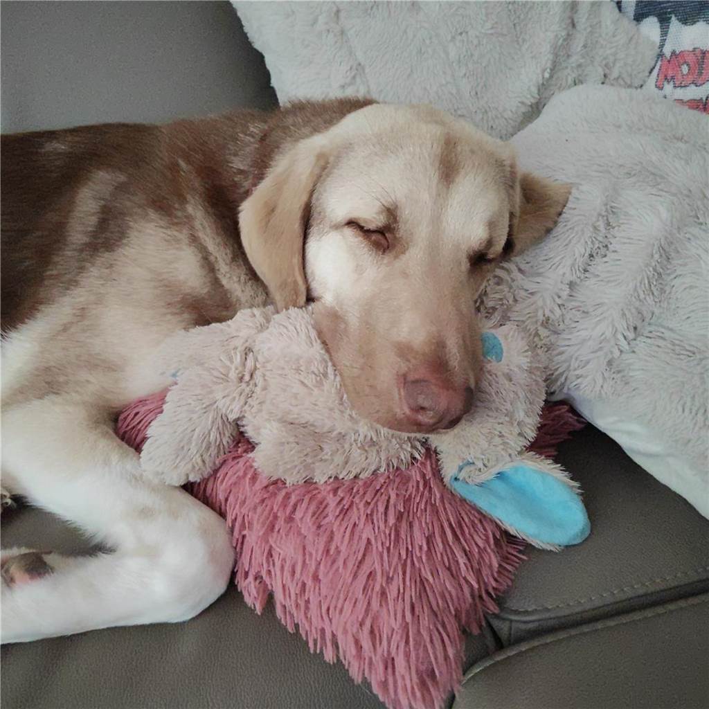 Zum Welthundetag: Viele Fotos von den Dorstener Fellnasen Unzählige E-Mails sind bei uns zum Welthundetag eingegangen. Ob kleine oder große Fellnasen: Hier sind Dorstens Hunde!