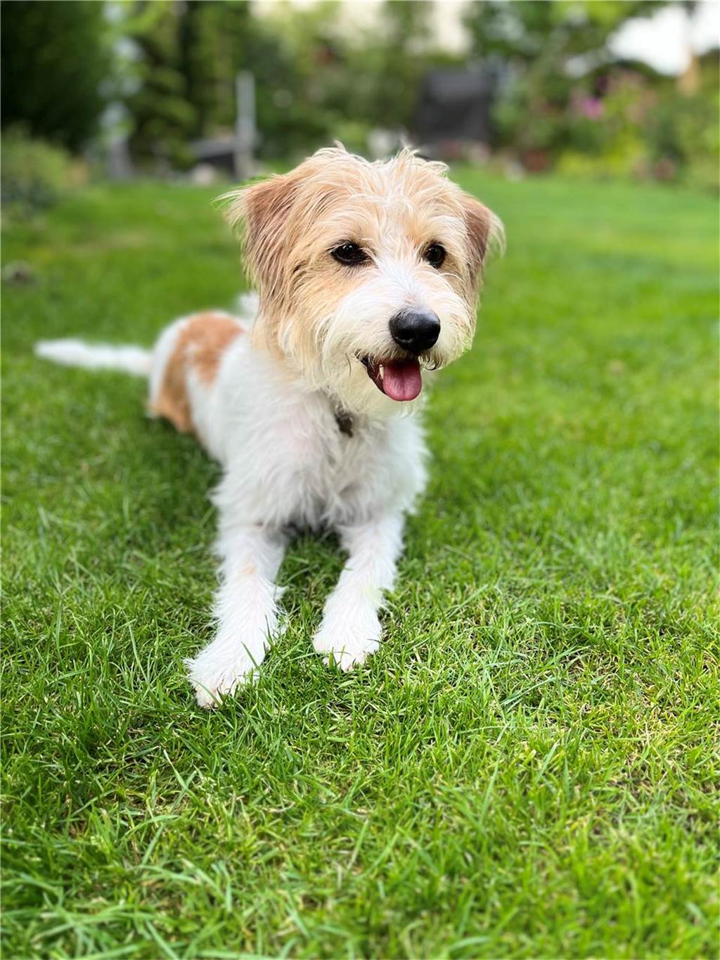 Zum Welthundetag: Viele Fotos von den Dorstener Fellnasen Unzählige E-Mails sind bei uns zum Welthundetag eingegangen. Ob kleine oder große Fellnasen: Hier sind Dorstens Hunde!