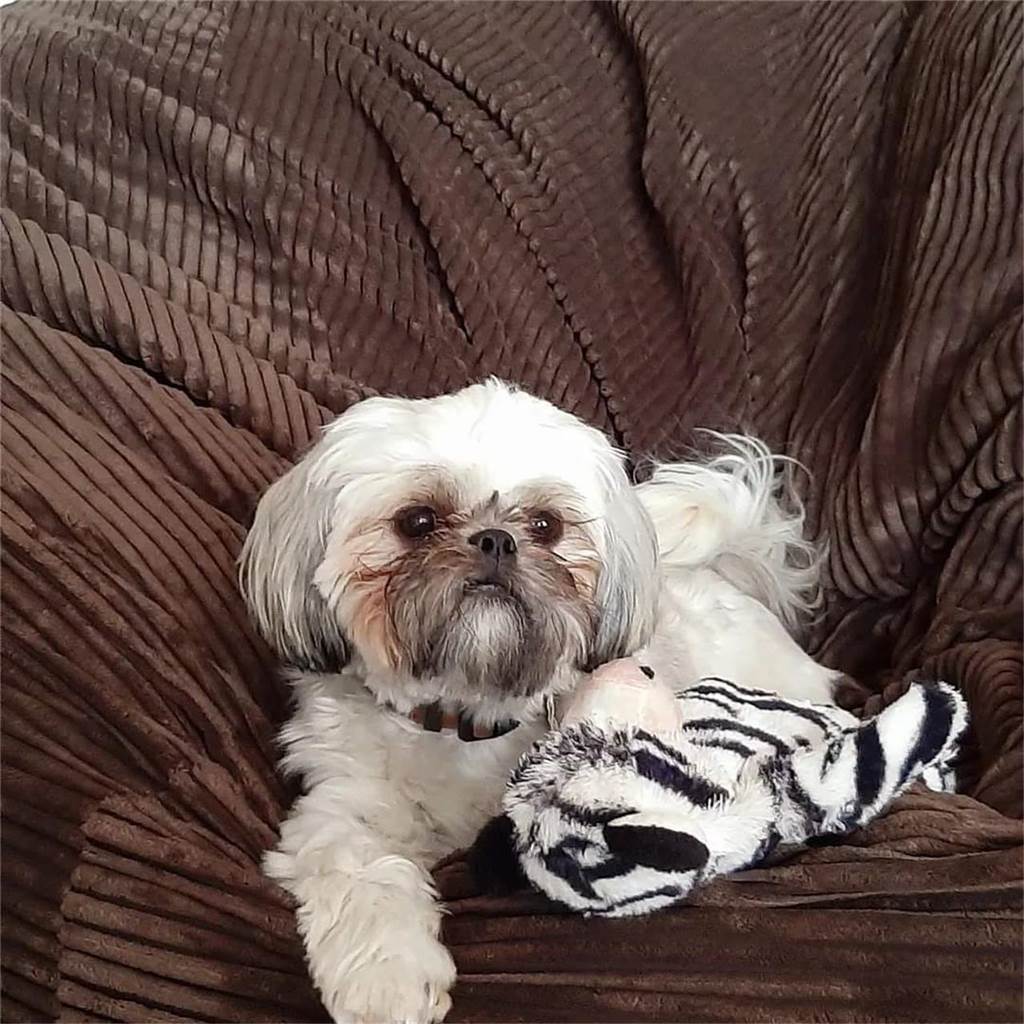 Zum Welthundetag: Viele Fotos von den Dorstener Fellnasen Unzählige E-Mails sind bei uns zum Welthundetag eingegangen. Ob kleine oder große Fellnasen: Hier sind Dorstens Hunde!