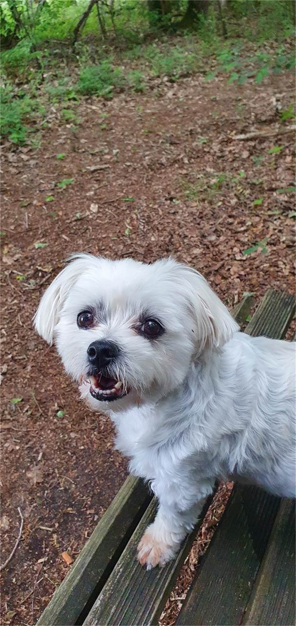 Zum Welthundetag: Viele Fotos von den Dorstener Fellnasen Unzählige E-Mails sind bei uns zum Welthundetag eingegangen. Ob kleine oder große Fellnasen: Hier sind Dorstens Hunde!