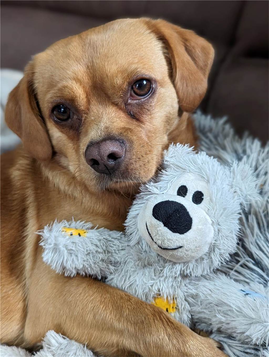 Zum Welthundetag: Viele Fotos von den Dorstener Fellnasen Unzählige E-Mails sind bei uns zum Welthundetag eingegangen. Ob kleine oder große Fellnasen: Hier sind Dorstens Hunde!