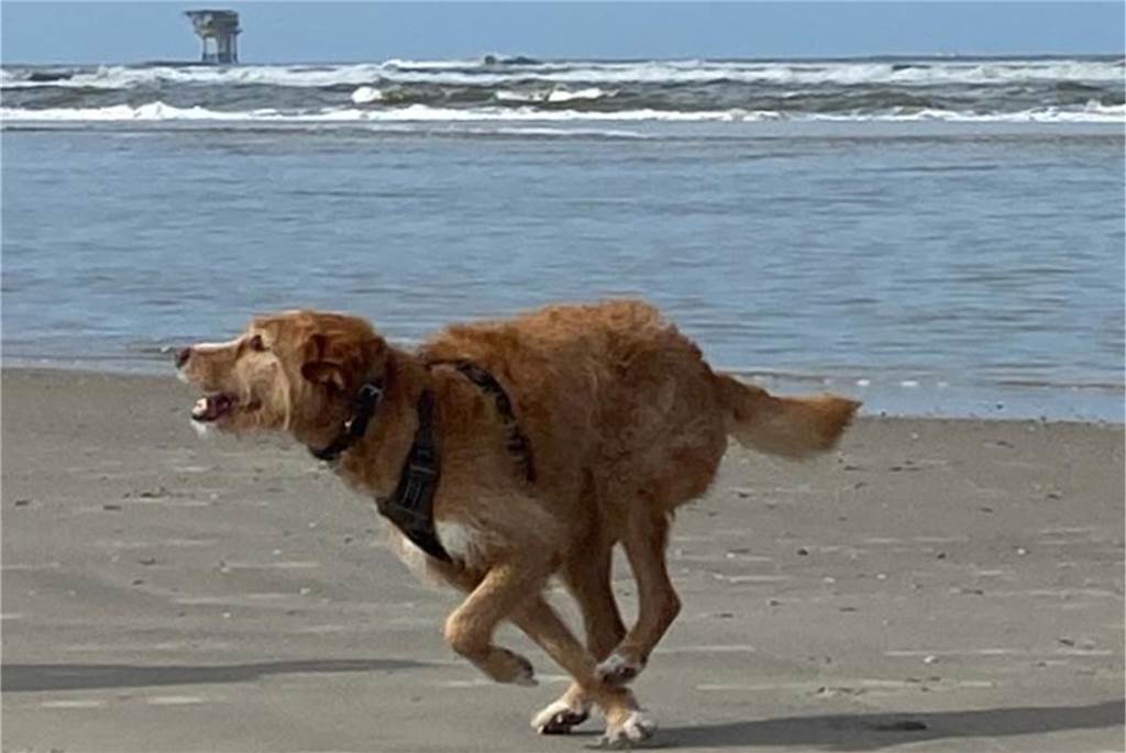 Zum Welthundetag: Viele Fotos von den Dorstener Fellnasen Unzählige E-Mails sind bei uns zum Welthundetag eingegangen. Ob kleine oder große Fellnasen: Hier sind Dorstens Hunde!