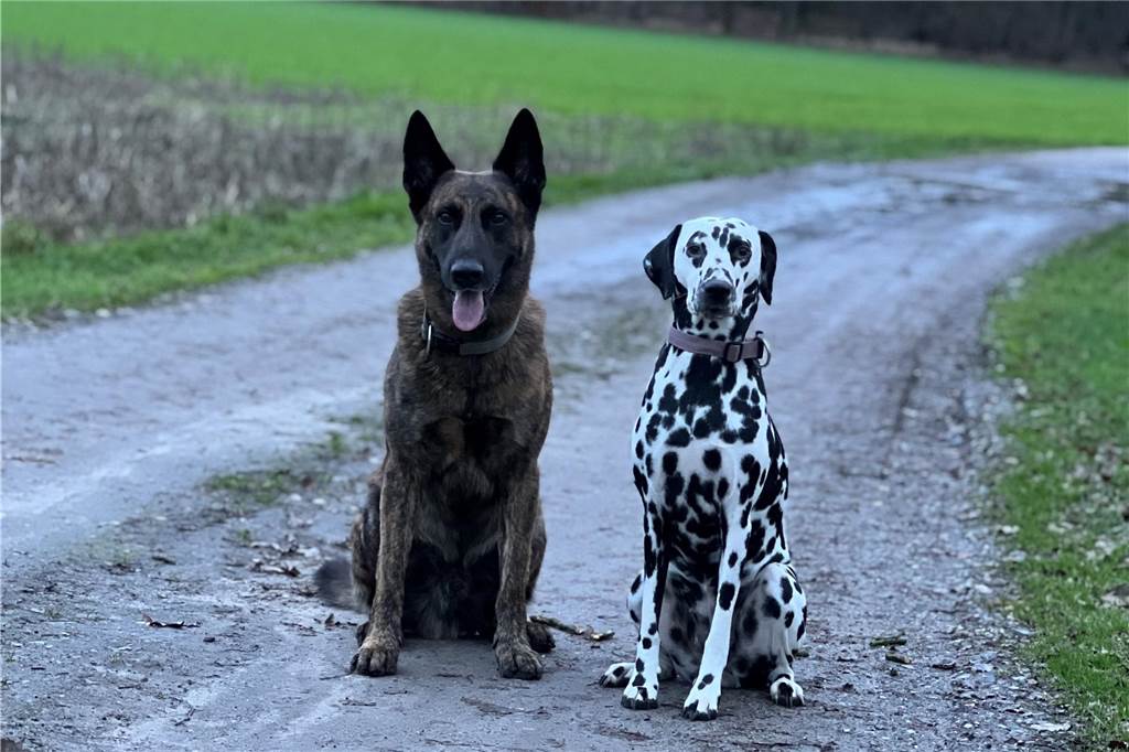Zum Welthundetag: Viele Fotos von den Dorstener Fellnasen Unzählige E-Mails sind bei uns zum Welthundetag eingegangen. Ob kleine oder große Fellnasen: Hier sind Dorstens Hunde!