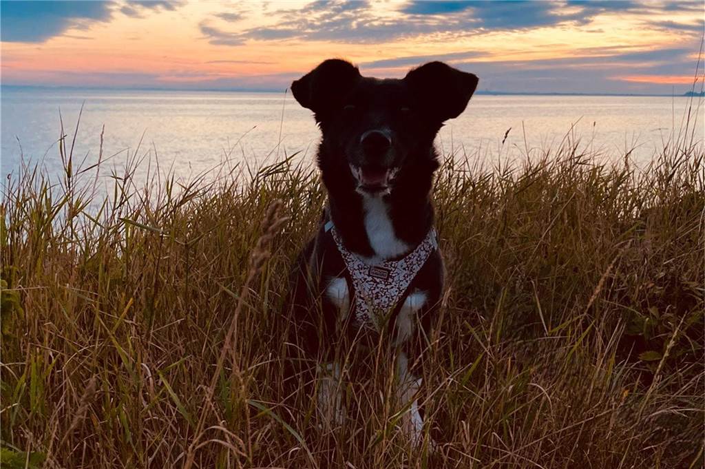 Zum Welthundetag: Viele Fotos von den Dorstener Fellnasen Unzählige E-Mails sind bei uns zum Welthundetag eingegangen. Ob kleine oder große Fellnasen: Hier sind Dorstens Hunde!