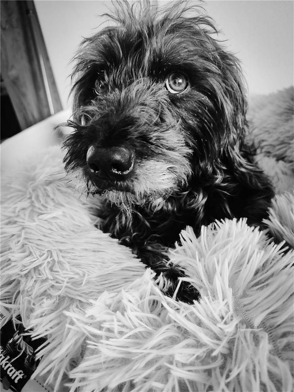 Zum Welthundetag: Viele Fotos von den Dorstener Fellnasen Unzählige E-Mails sind bei uns zum Welthundetag eingegangen. Ob kleine oder große Fellnasen: Hier sind Dorstens Hunde!
