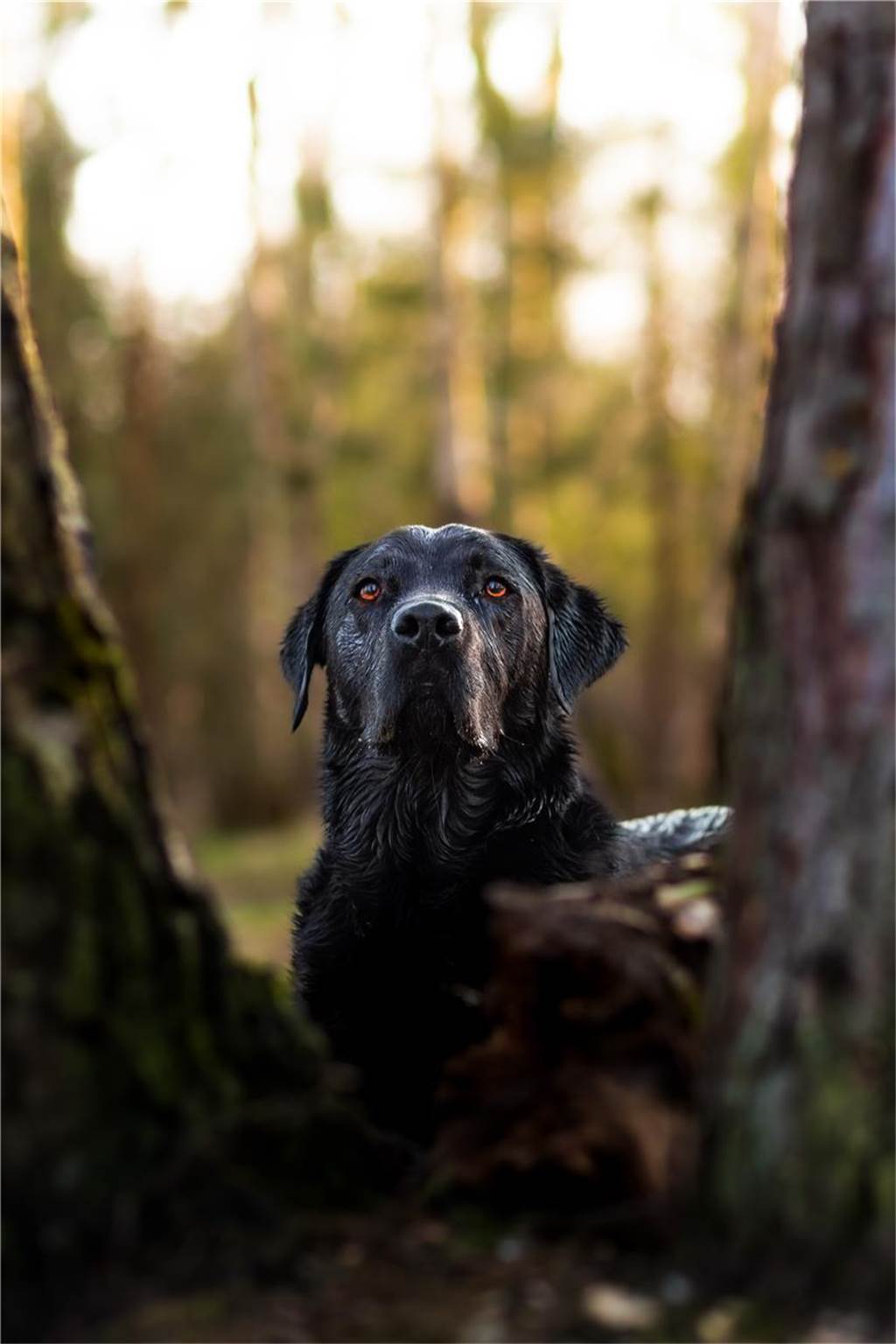 Zum Welthundetag: Viele Fotos von den Dorstener Fellnasen Unzählige E-Mails sind bei uns zum Welthundetag eingegangen. Ob kleine oder große Fellnasen: Hier sind Dorstens Hunde!