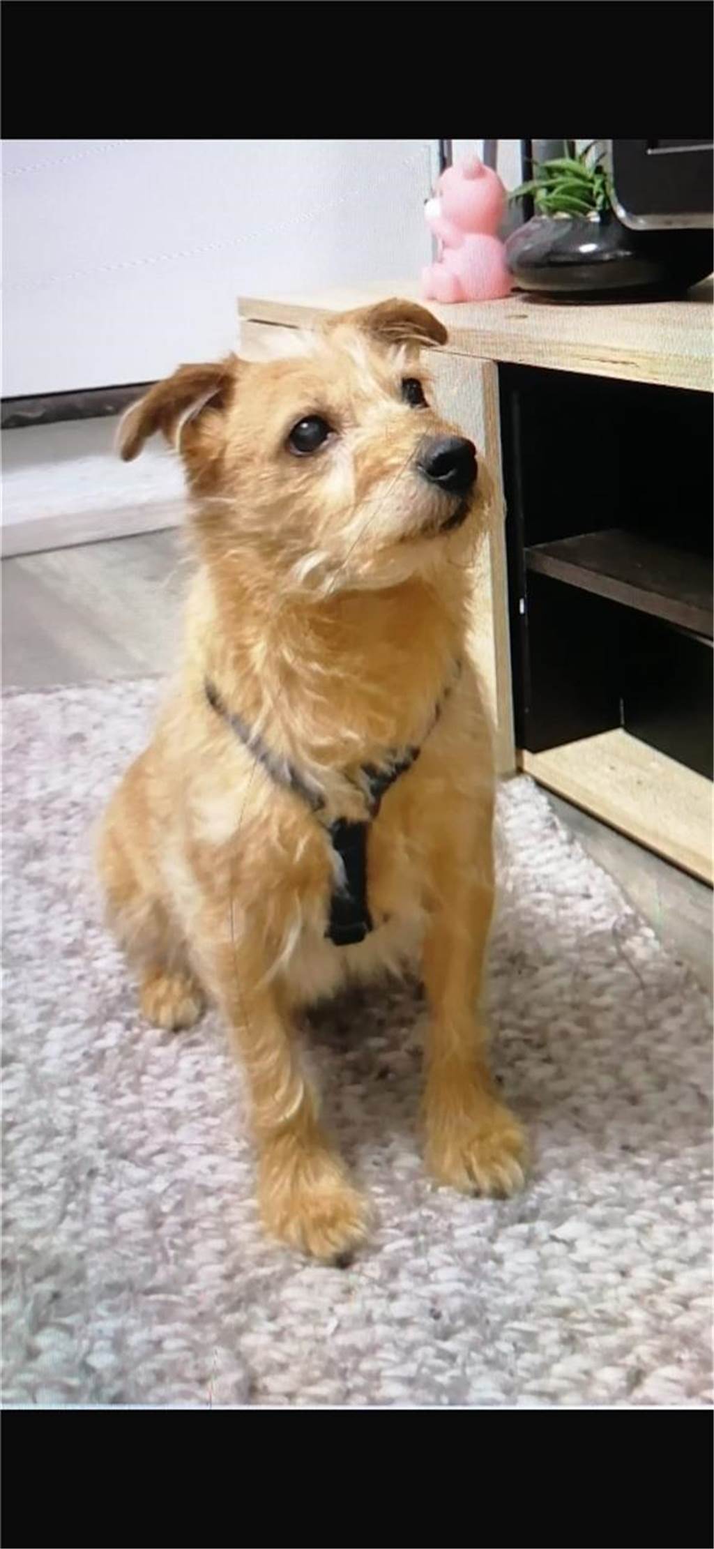 Zum Welthundetag: Viele Fotos von den Dorstener Fellnasen Unzählige E-Mails sind bei uns zum Welthundetag eingegangen. Ob kleine oder große Fellnasen: Hier sind Dorstens Hunde!