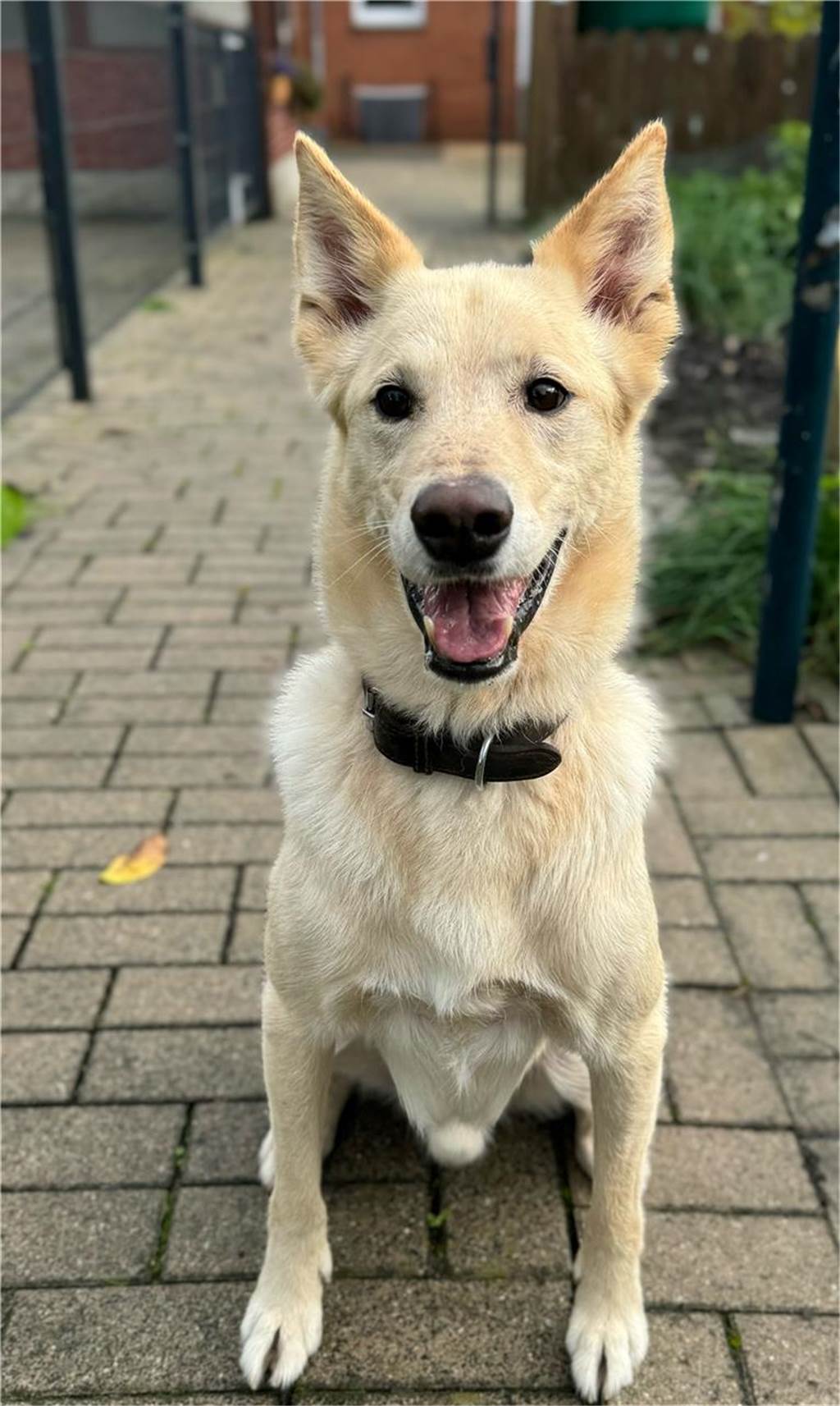 Zum Welthundetag: Viele Fotos von den Dorstener Fellnasen Unzählige E-Mails sind bei uns zum Welthundetag eingegangen. Ob kleine oder große Fellnasen: Hier sind Dorstens Hunde!