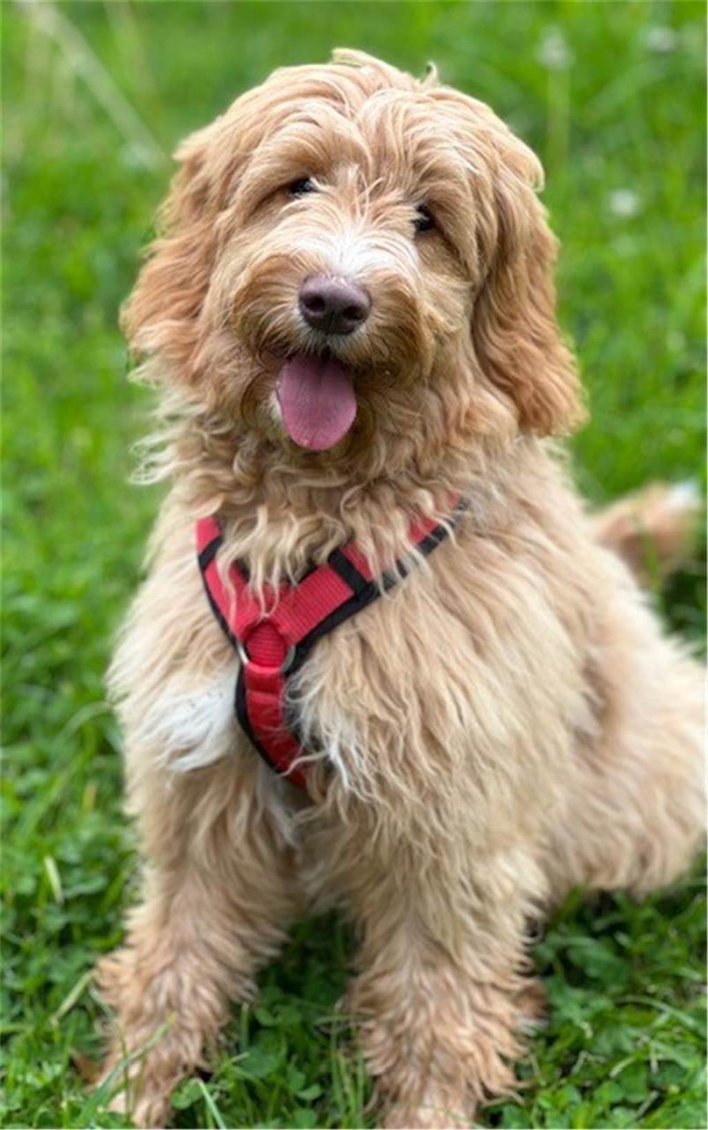 Zum Welthundetag: Viele Fotos von den Dorstener Fellnasen Unzählige E-Mails sind bei uns zum Welthundetag eingegangen. Ob kleine oder große Fellnasen: Hier sind Dorstens Hunde!