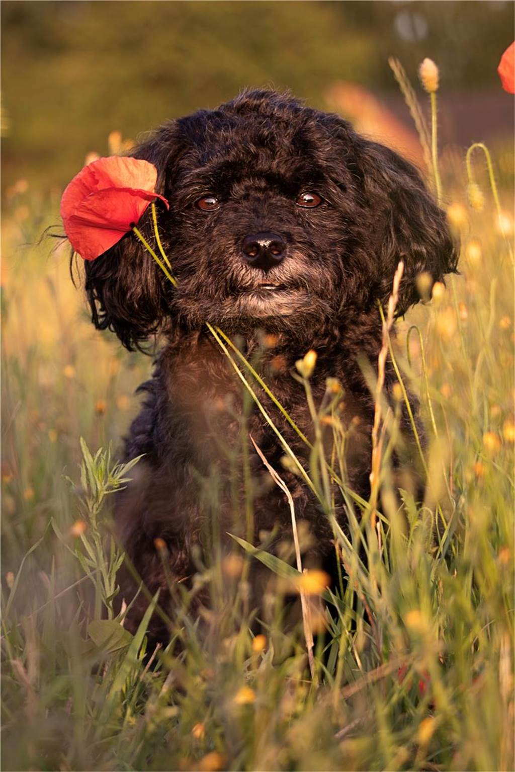 Zum Welthundetag: Viele Fotos von den Dorstener Fellnasen Unzählige E-Mails sind bei uns zum Welthundetag eingegangen. Ob kleine oder große Fellnasen: Hier sind Dorstens Hunde!