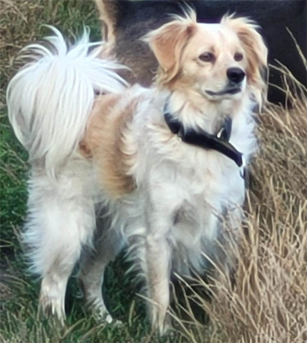Zum Welthundetag: Viele Fotos von den Dorstener Fellnasen Unzählige E-Mails sind bei uns zum Welthundetag eingegangen. Ob kleine oder große Fellnasen: Hier sind Dorstens Hunde!