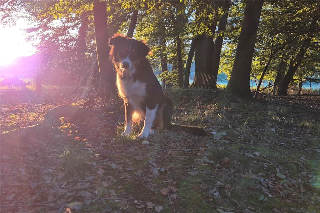 Zum Welthundetag: Viele Fotos von den Dorstener Fellnasen Unzählige E-Mails sind bei uns zum Welthundetag eingegangen. Ob kleine oder große Fellnasen: Hier sind Dorstens Hunde!