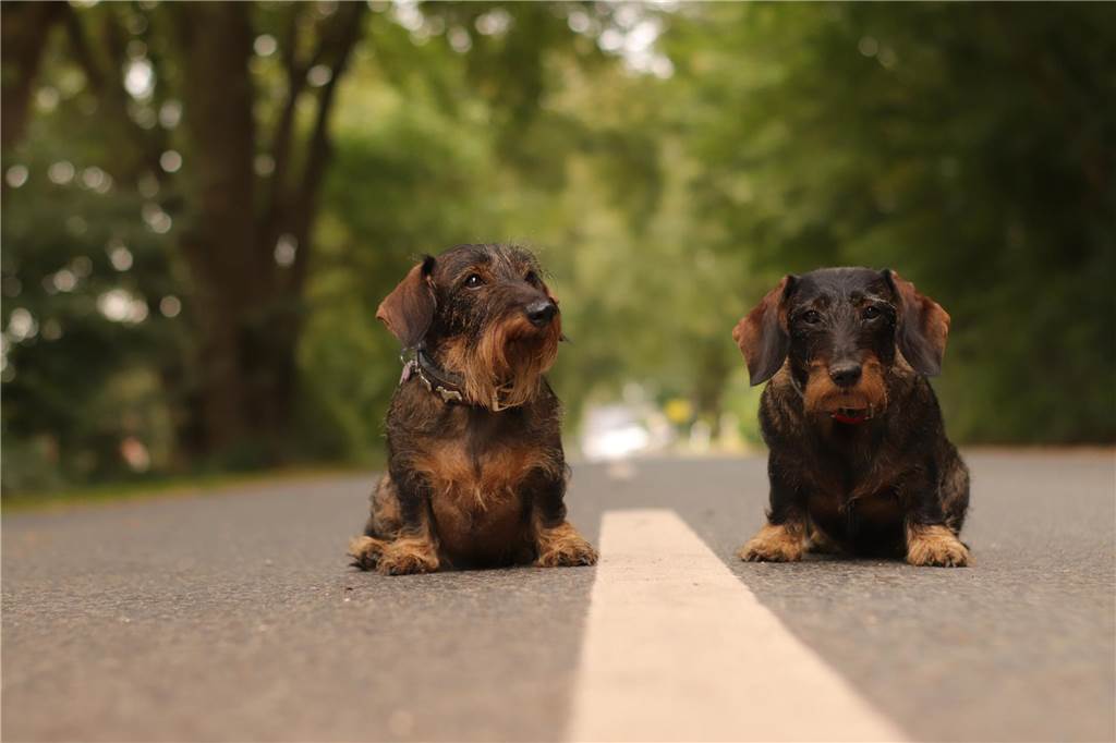 Zum Welthundetag: Viele Fotos von den Dorstener Fellnasen Unzählige E-Mails sind bei uns zum Welthundetag eingegangen. Ob kleine oder große Fellnasen: Hier sind Dorstens Hunde!
