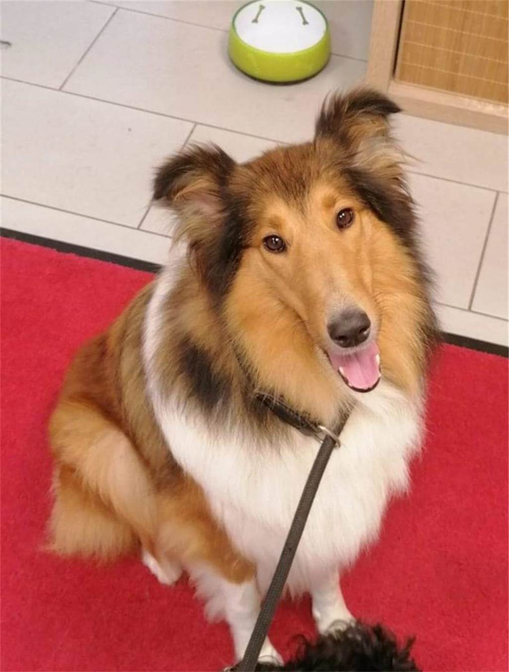 Zum Welthundetag: Viele Fotos von den Dorstener Fellnasen Unzählige E-Mails sind bei uns zum Welthundetag eingegangen. Ob kleine oder große Fellnasen: Hier sind Dorstens Hunde!