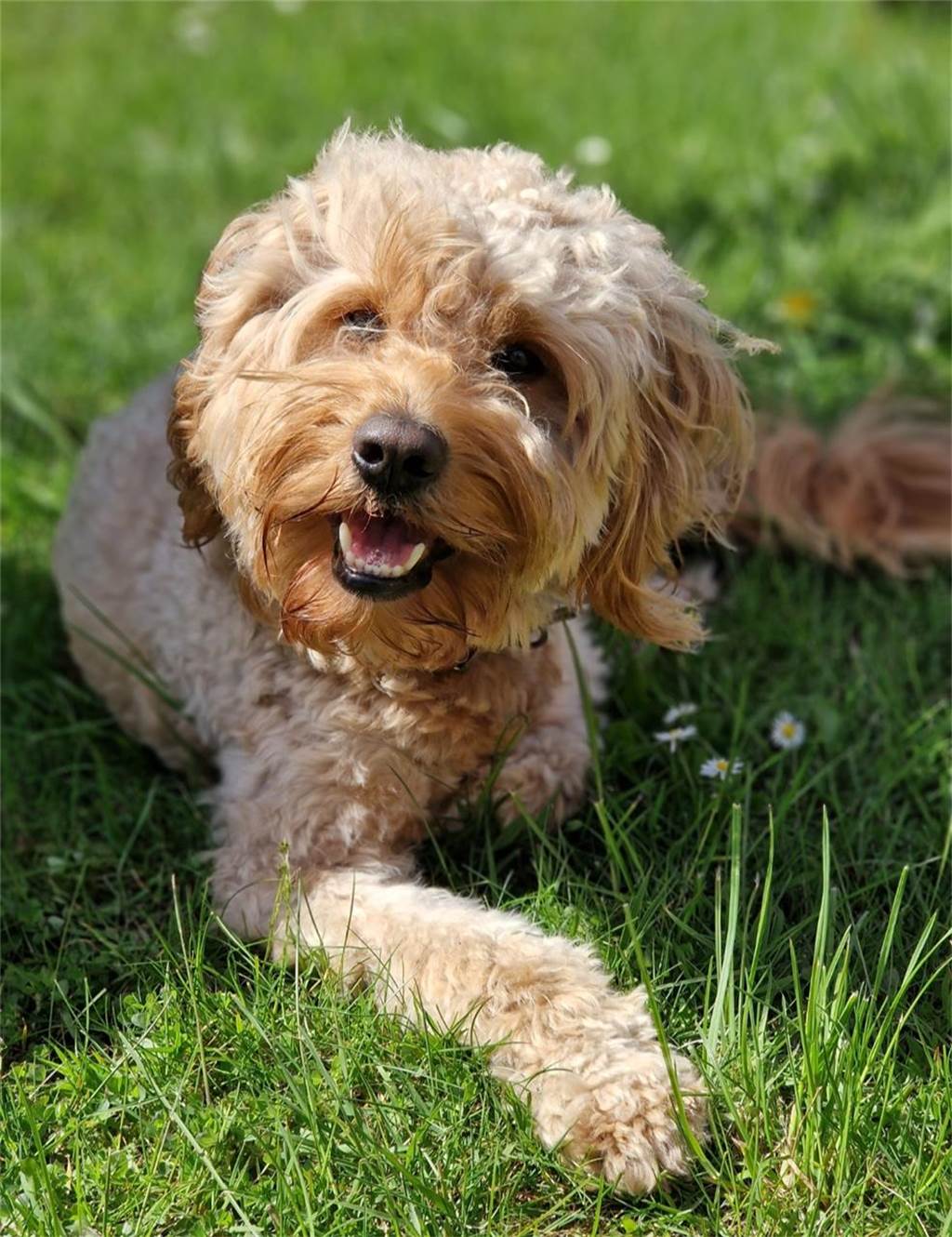 Zum Welthundetag: Viele Fotos von den Dorstener Fellnasen Unzählige E-Mails sind bei uns zum Welthundetag eingegangen. Ob kleine oder große Fellnasen: Hier sind Dorstens Hunde!