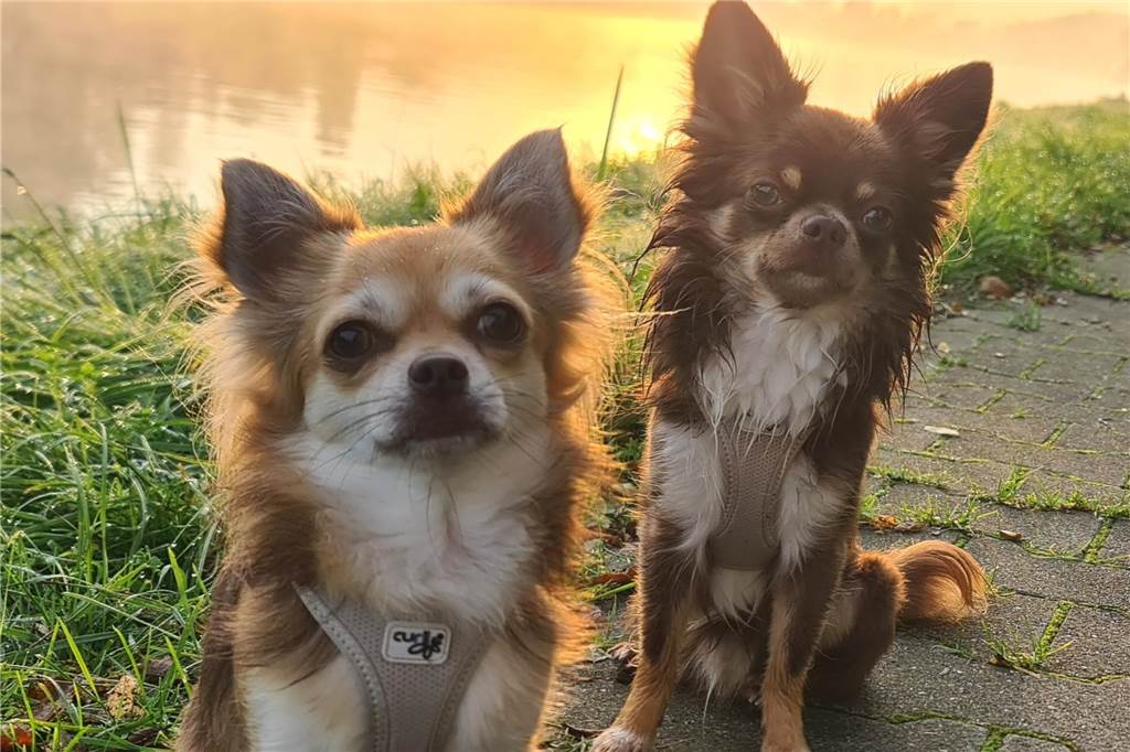 Zum Welthundetag: Viele Fotos von den Dorstener Fellnasen Unzählige E-Mails sind bei uns zum Welthundetag eingegangen. Ob kleine oder große Fellnasen: Hier sind Dorstens Hunde!