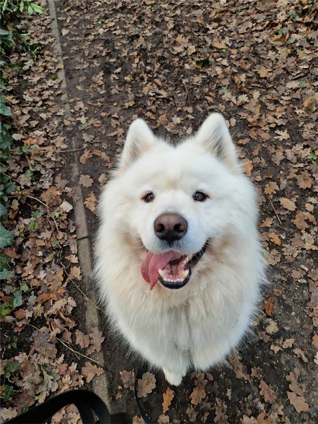 Zum Welthundetag: Viele Fotos von den Dorstener Fellnasen Unzählige E-Mails sind bei uns zum Welthundetag eingegangen. Ob kleine oder große Fellnasen: Hier sind Dorstens Hunde!