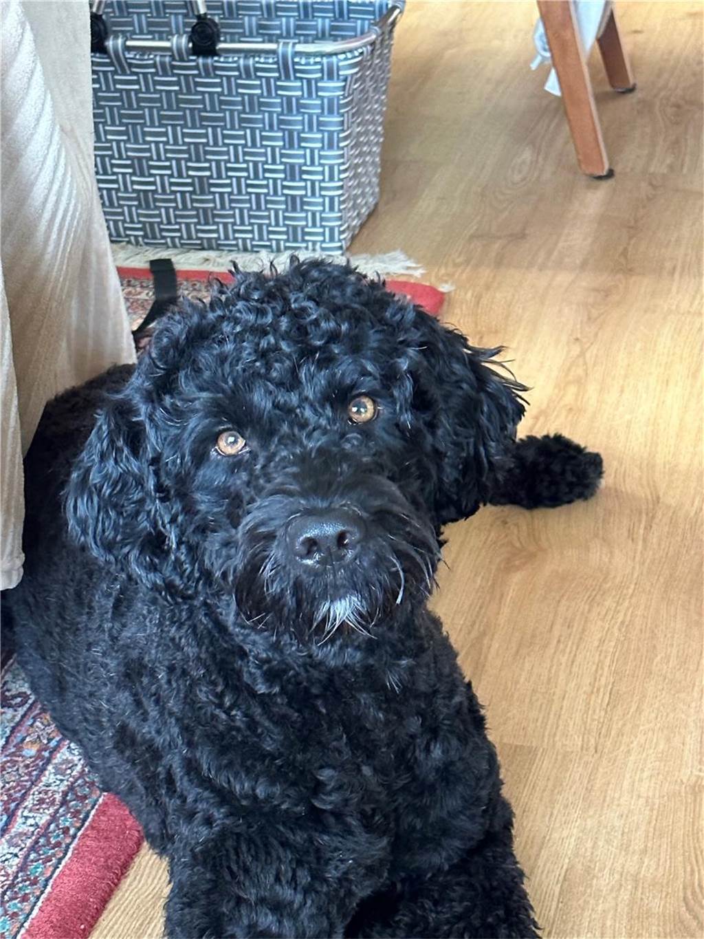 Zum Welthundetag: Viele Fotos von den Dorstener Fellnasen Unzählige E-Mails sind bei uns zum Welthundetag eingegangen. Ob kleine oder große Fellnasen: Hier sind Dorstens Hunde!