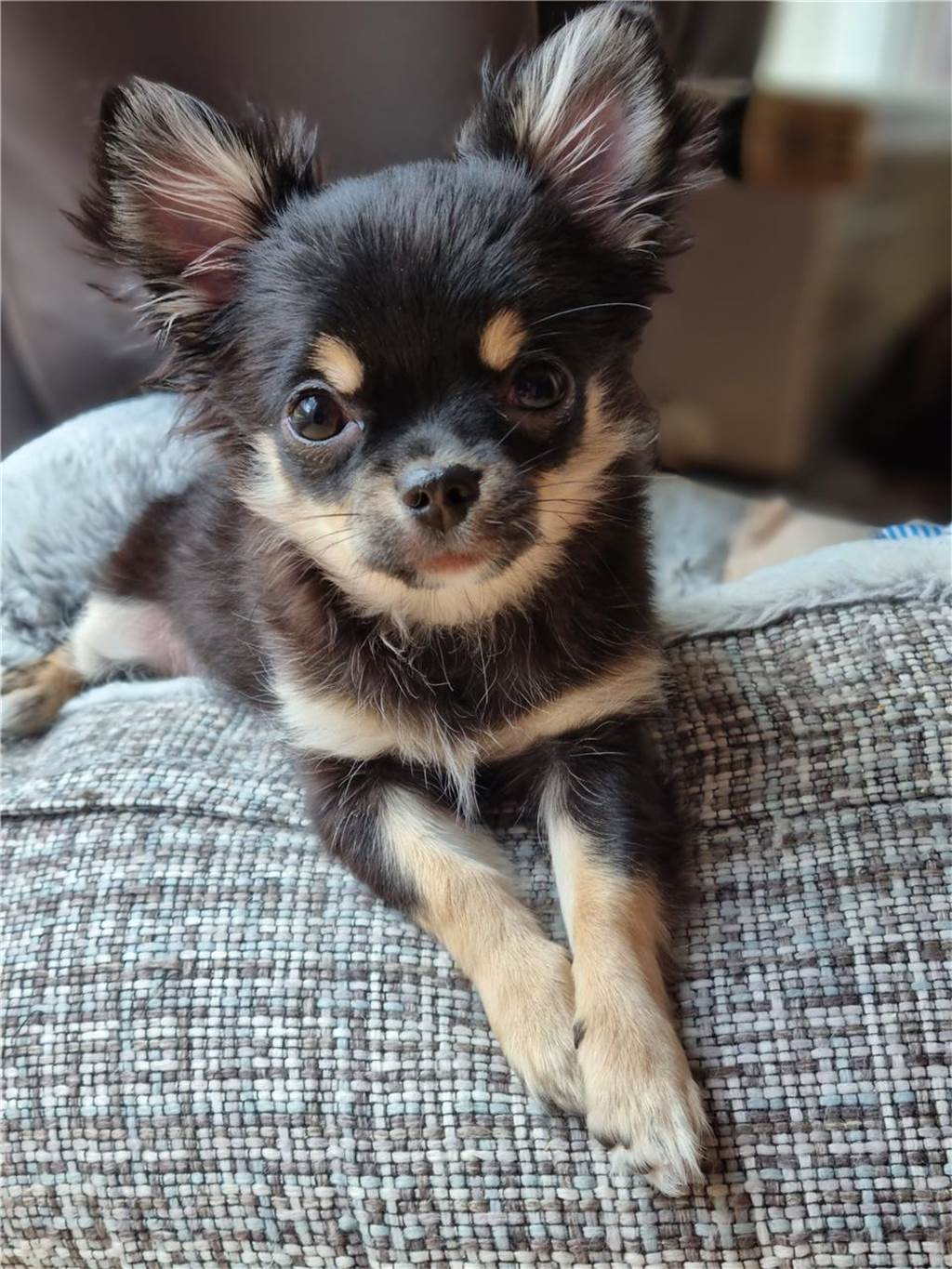 Zum Welthundetag: Viele Fotos von den Dorstener Fellnasen Unzählige E-Mails sind bei uns zum Welthundetag eingegangen. Ob kleine oder große Fellnasen: Hier sind Dorstens Hunde!