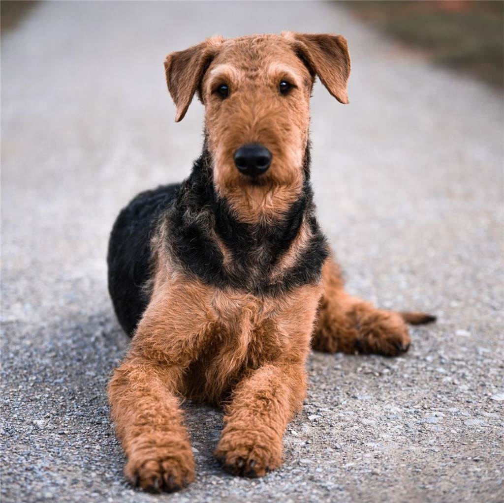 Zum Welthundetag: Viele Fotos von den Dorstener Fellnasen Unzählige E-Mails sind bei uns zum Welthundetag eingegangen. Ob kleine oder große Fellnasen: Hier sind Dorstens Hunde!