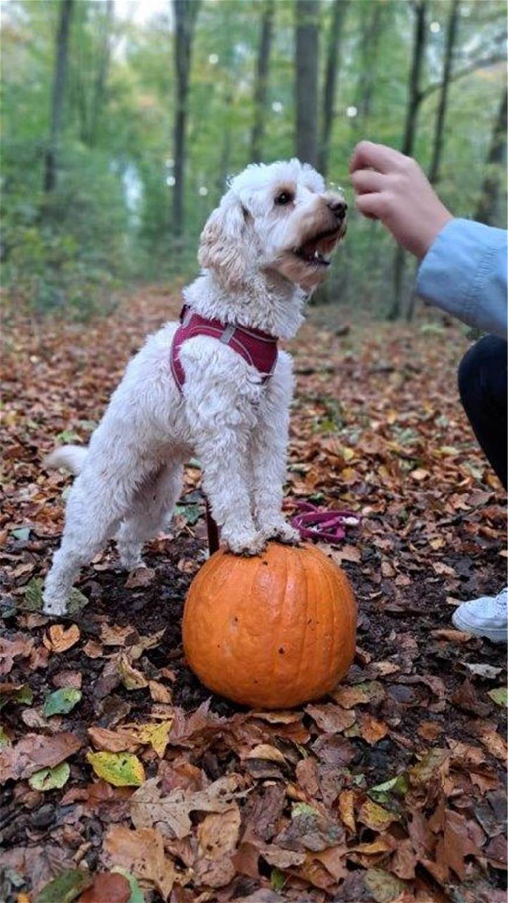 Zum Welthundetag: Viele Fotos von den Dorstener Fellnasen Unzählige E-Mails sind bei uns zum Welthundetag eingegangen. Ob kleine oder große Fellnasen: Hier sind Dorstens Hunde!