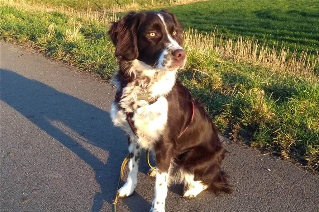 Zum Welthundetag: Viele Fotos von den Dorstener Fellnasen Unzählige E-Mails sind bei uns zum Welthundetag eingegangen. Ob kleine oder große Fellnasen: Hier sind Dorstens Hunde!