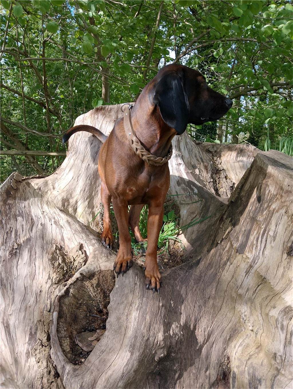 Zum Welthundetag: Viele Fotos von den Dorstener Fellnasen Unzählige E-Mails sind bei uns zum Welthundetag eingegangen. Ob kleine oder große Fellnasen: Hier sind Dorstens Hunde!