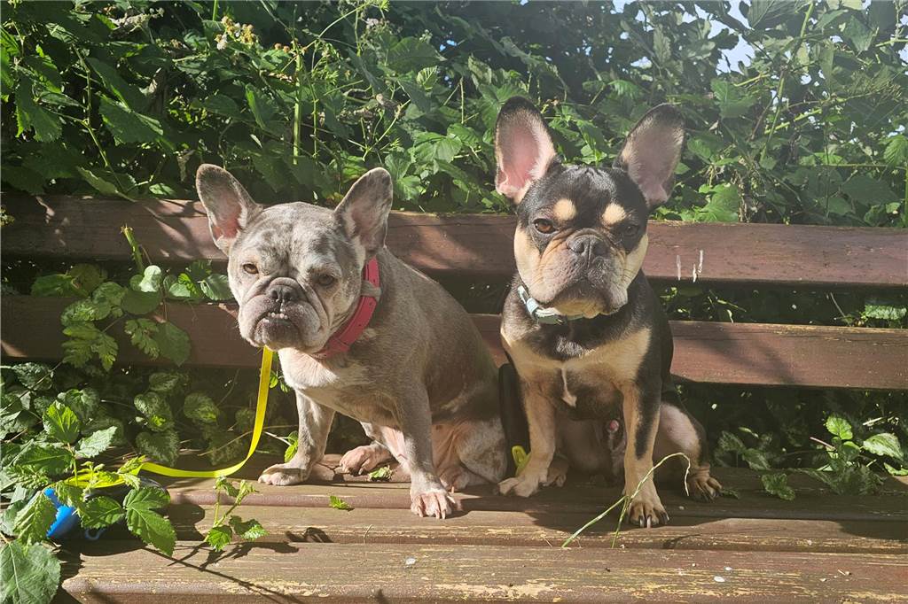 Zum Welthundetag: Viele Fotos von den Dorstener Fellnasen Unzählige E-Mails sind bei uns zum Welthundetag eingegangen. Ob kleine oder große Fellnasen: Hier sind Dorstens Hunde!