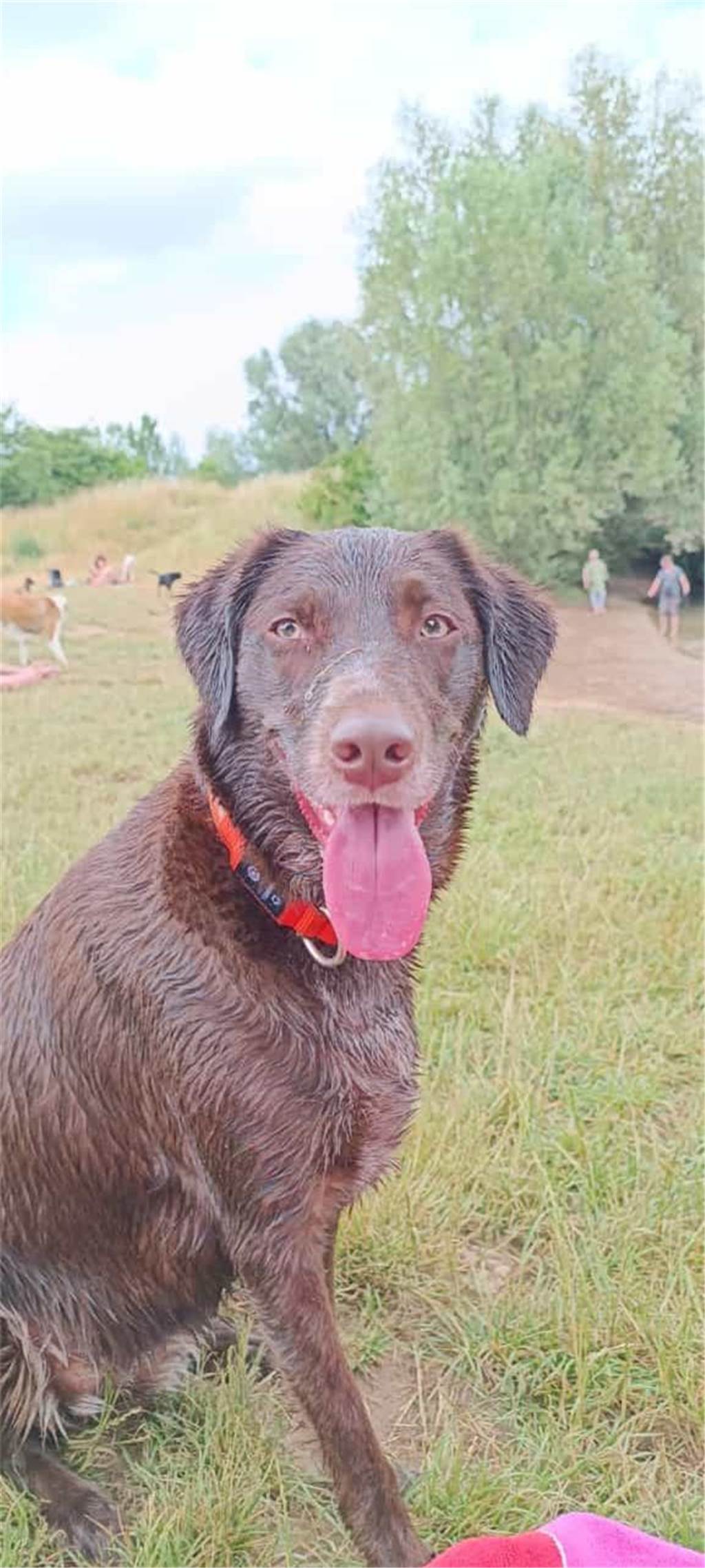 Zum Welthundetag: Viele Fotos von den Dorstener Fellnasen Unzählige E-Mails sind bei uns zum Welthundetag eingegangen. Ob kleine oder große Fellnasen: Hier sind Dorstens Hunde!