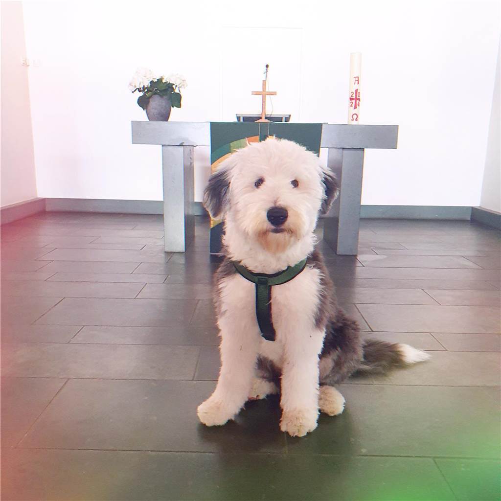 Zum Welthundetag: Viele Fotos von den Dorstener Fellnasen Unzählige E-Mails sind bei uns zum Welthundetag eingegangen. Ob kleine oder große Fellnasen: Hier sind Dorstens Hunde!