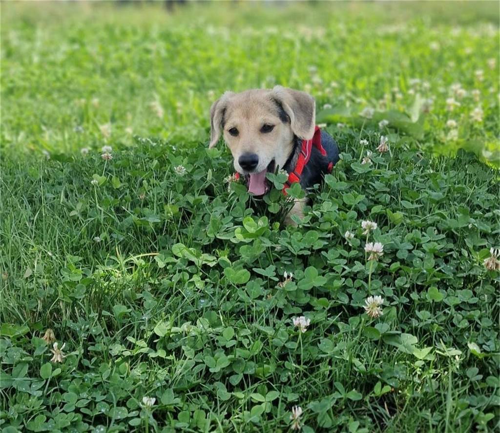 Zum Welthundetag: Viele Fotos von den Dorstener Fellnasen Unzählige E-Mails sind bei uns zum Welthundetag eingegangen. Ob kleine oder große Fellnasen: Hier sind Dorstens Hunde!