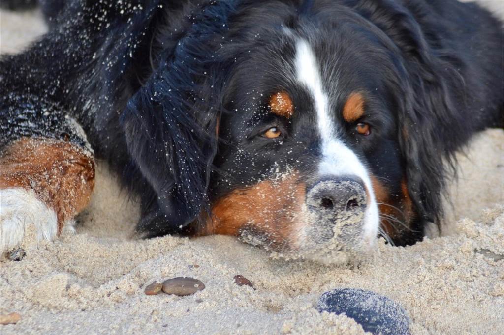Zum Welthundetag: Viele Fotos von den Dorstener Fellnasen Unzählige E-Mails sind bei uns zum Welthundetag eingegangen. Ob kleine oder große Fellnasen: Hier sind Dorstens Hunde!