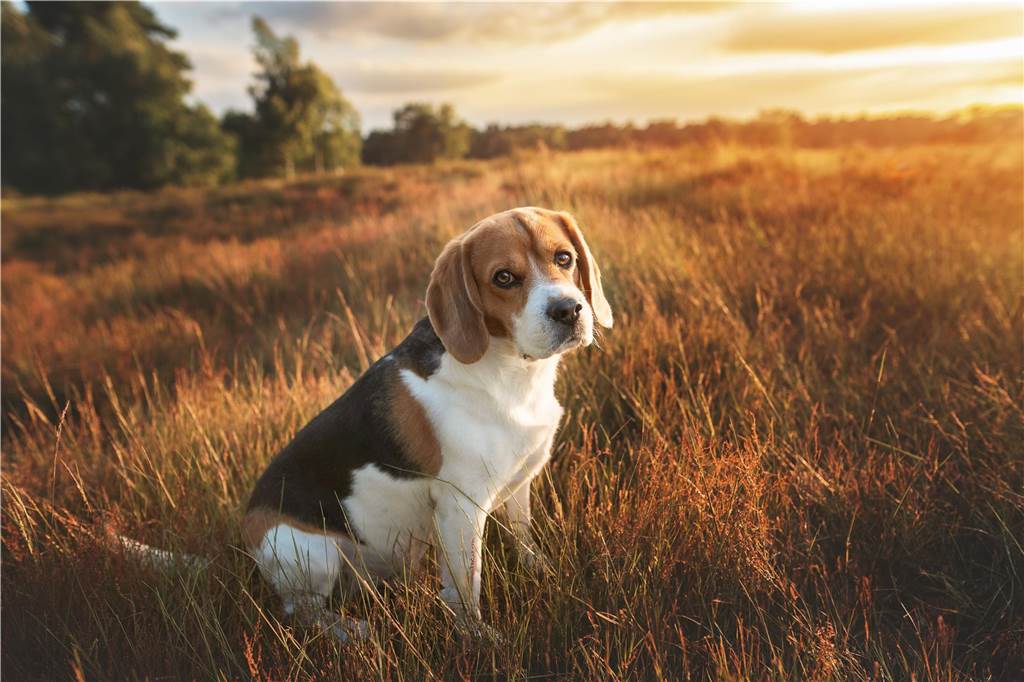Zum Welthundetag: Viele Fotos von den Dorstener Fellnasen Unzählige E-Mails sind bei uns zum Welthundetag eingegangen. Ob kleine oder große Fellnasen: Hier sind Dorstens Hunde!