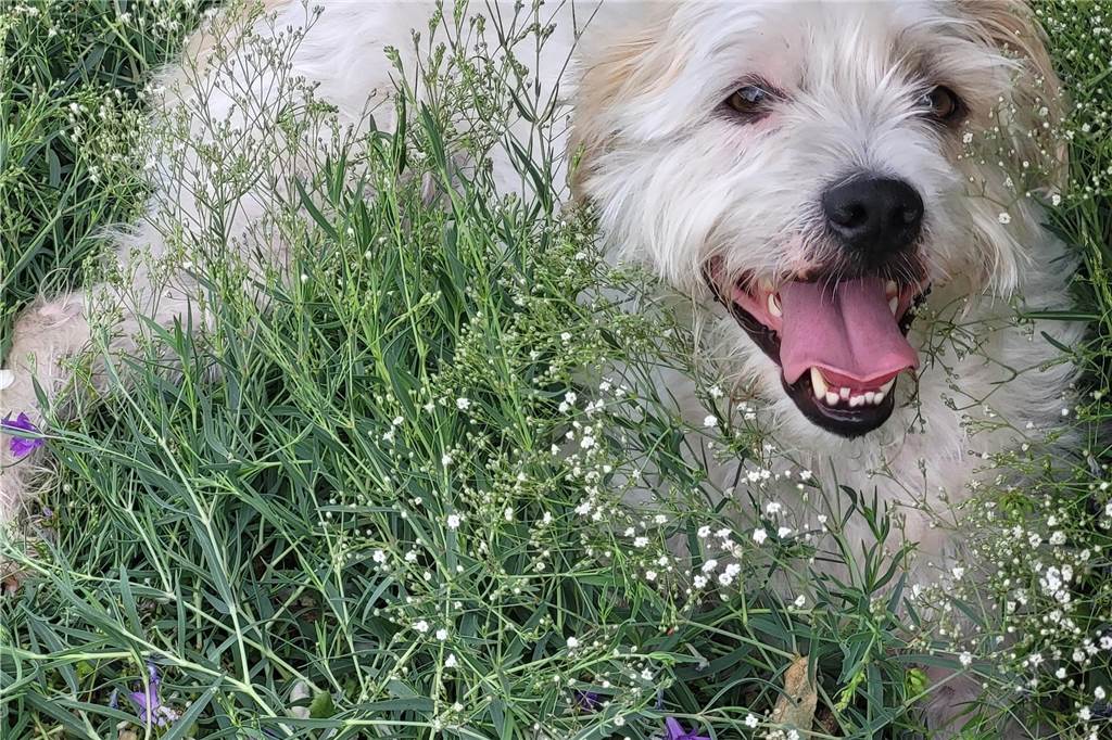Zum Welthundetag: Viele Fotos von den Dorstener Fellnasen Unzählige E-Mails sind bei uns zum Welthundetag eingegangen. Ob kleine oder große Fellnasen: Hier sind Dorstens Hunde!