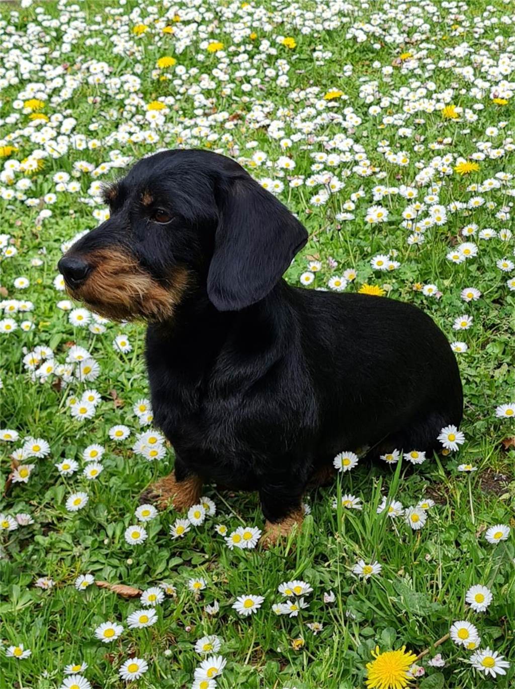 Zum Welthundetag: Viele Fotos von den Dorstener Fellnasen Unzählige E-Mails sind bei uns zum Welthundetag eingegangen. Ob kleine oder große Fellnasen: Hier sind Dorstens Hunde!