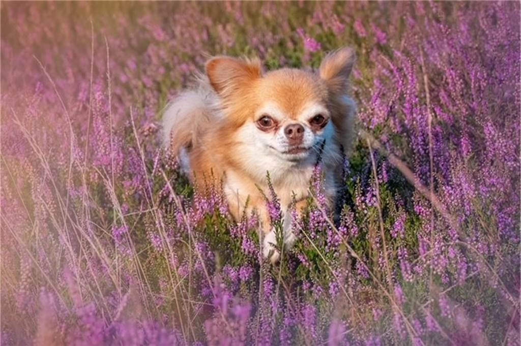 Zum Welthundetag: Viele Fotos von den Dorstener Fellnasen Unzählige E-Mails sind bei uns zum Welthundetag eingegangen. Ob kleine oder große Fellnasen: Hier sind Dorstens Hunde!