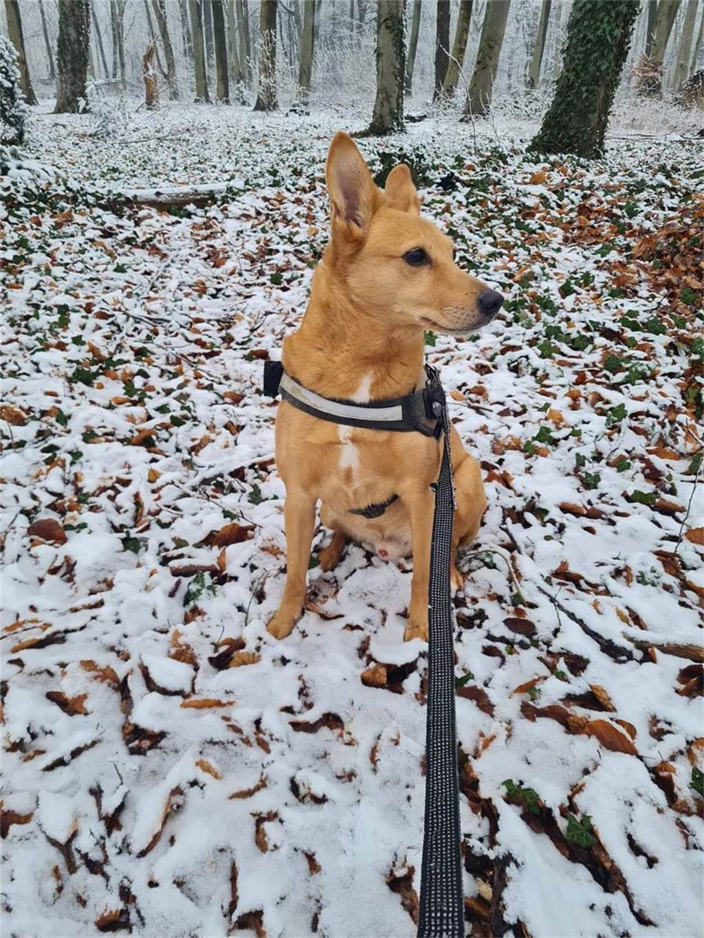Zum Welthundetag: Viele Fotos von den Dorstener Fellnasen Unzählige E-Mails sind bei uns zum Welthundetag eingegangen. Ob kleine oder große Fellnasen: Hier sind Dorstens Hunde!