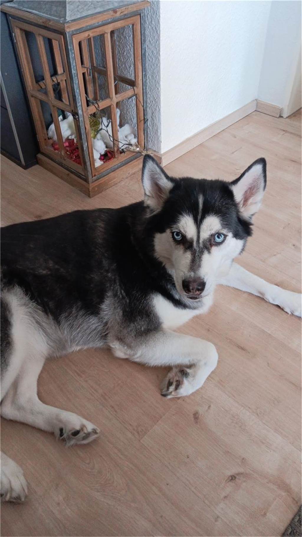 Zum Welthundetag: Viele Fotos von den Dorstener Fellnasen Unzählige E-Mails sind bei uns zum Welthundetag eingegangen. Ob kleine oder große Fellnasen: Hier sind Dorstens Hunde!