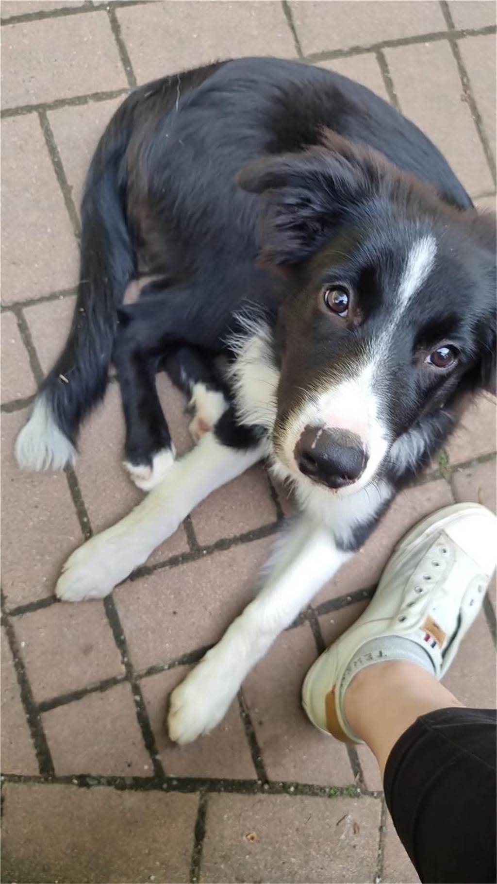 Zum Welthundetag: Viele Fotos von den Dorstener Fellnasen Unzählige E-Mails sind bei uns zum Welthundetag eingegangen. Ob kleine oder große Fellnasen: Hier sind Dorstens Hunde!