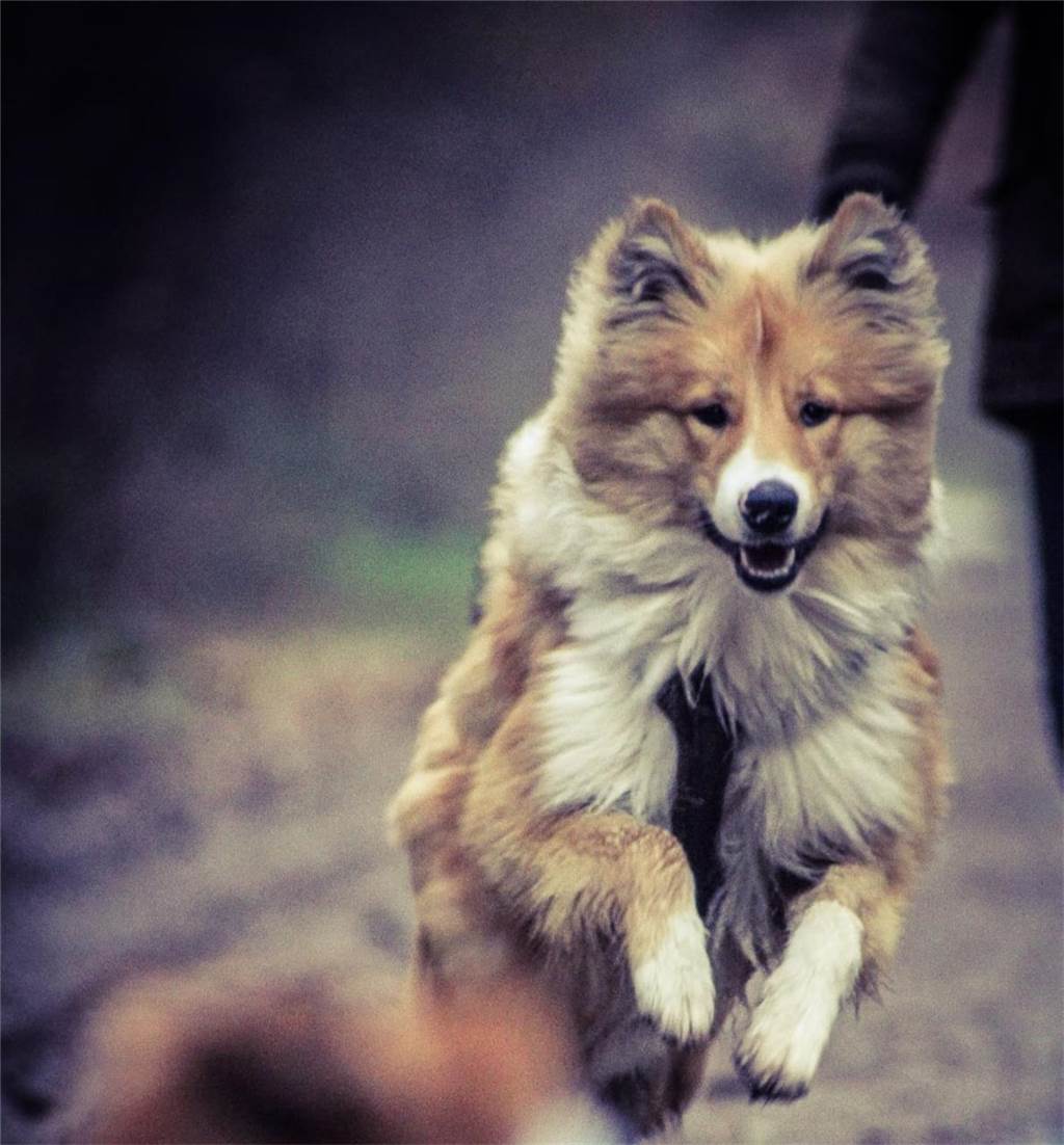 Zum Welthundetag: Viele Fotos von den Dorstener Fellnasen Unzählige E-Mails sind bei uns zum Welthundetag eingegangen. Ob kleine oder große Fellnasen: Hier sind Dorstens Hunde!
