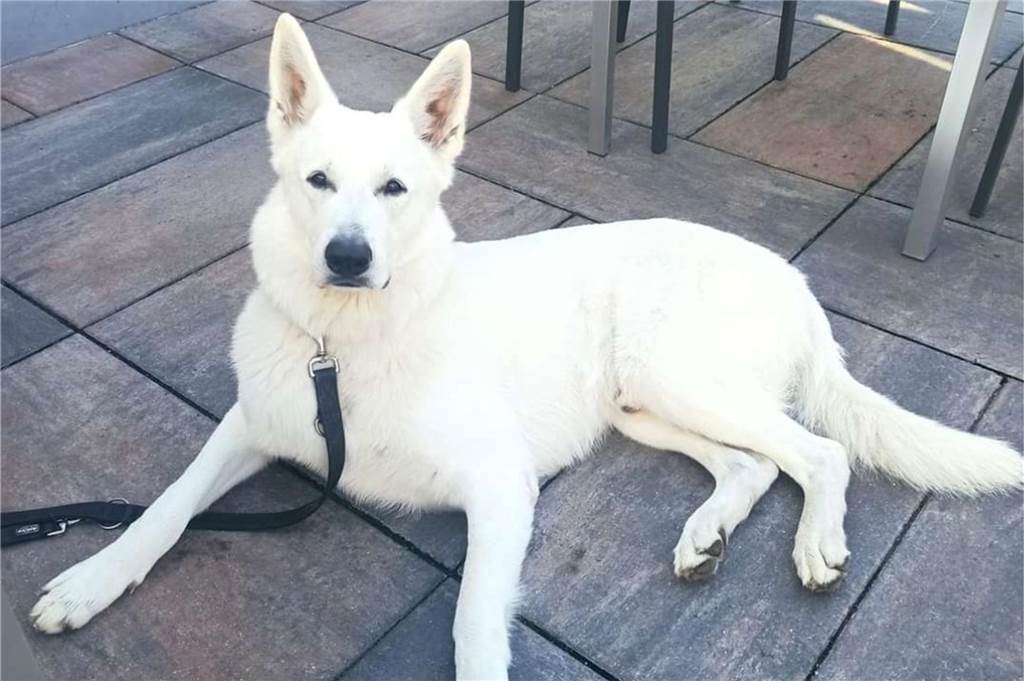 Zum Welthundetag: Viele Fotos von den Dorstener Fellnasen Unzählige E-Mails sind bei uns zum Welthundetag eingegangen. Ob kleine oder große Fellnasen: Hier sind Dorstens Hunde!