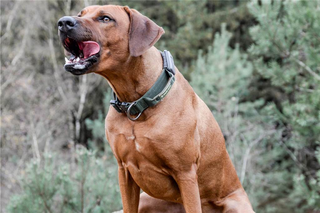 Zum Welthundetag: Viele Fotos von den Dorstener Fellnasen Unzählige E-Mails sind bei uns zum Welthundetag eingegangen. Ob kleine oder große Fellnasen: Hier sind Dorstens Hunde!