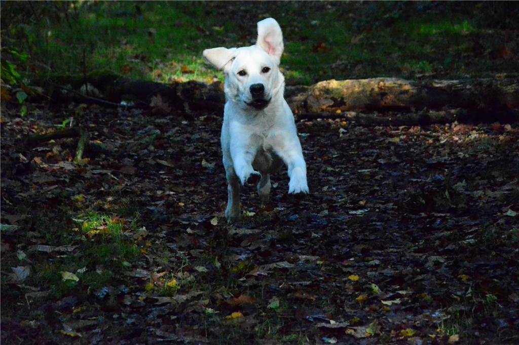 Zum Welthundetag: Viele Fotos von den Dorstener Fellnasen Unzählige E-Mails sind bei uns zum Welthundetag eingegangen. Ob kleine oder große Fellnasen: Hier sind Dorstens Hunde!