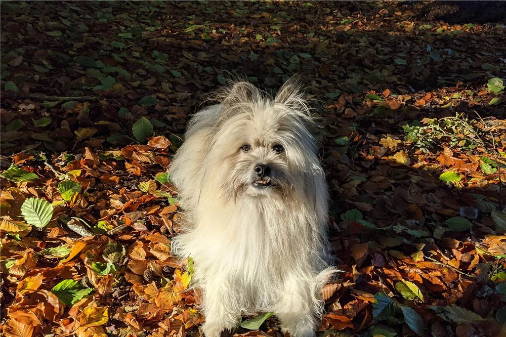 Zum Welthundetag: Viele Fotos von den Dorstener Fellnasen Unzählige E-Mails sind bei uns zum Welthundetag eingegangen. Ob kleine oder große Fellnasen: Hier sind Dorstens Hunde!