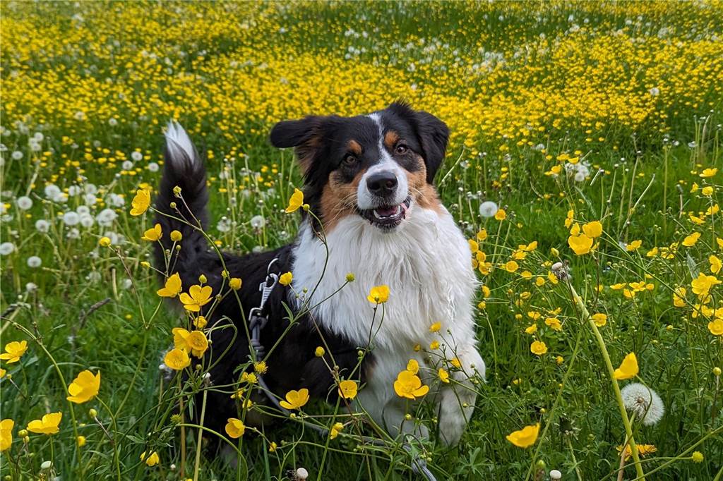 Zum Welthundetag: Viele Fotos von den Dorstener Fellnasen Unzählige E-Mails sind bei uns zum Welthundetag eingegangen. Ob kleine oder große Fellnasen: Hier sind Dorstens Hunde!