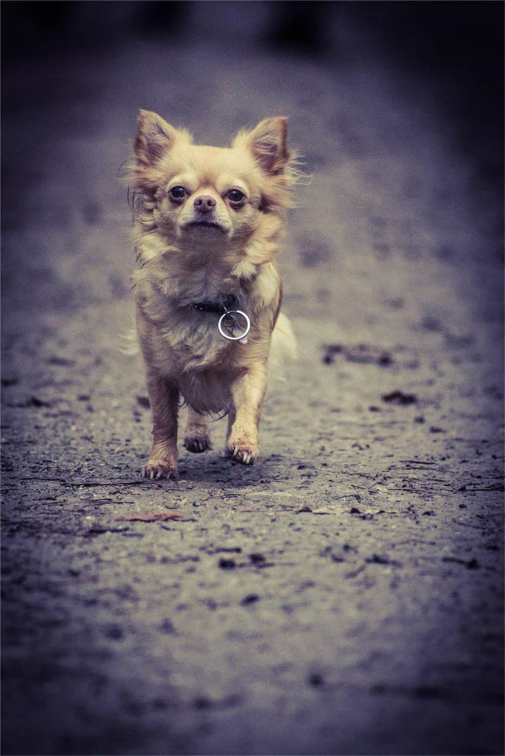 Zum Welthundetag: Viele Fotos von den Dorstener Fellnasen Unzählige E-Mails sind bei uns zum Welthundetag eingegangen. Ob kleine oder große Fellnasen: Hier sind Dorstens Hunde!
