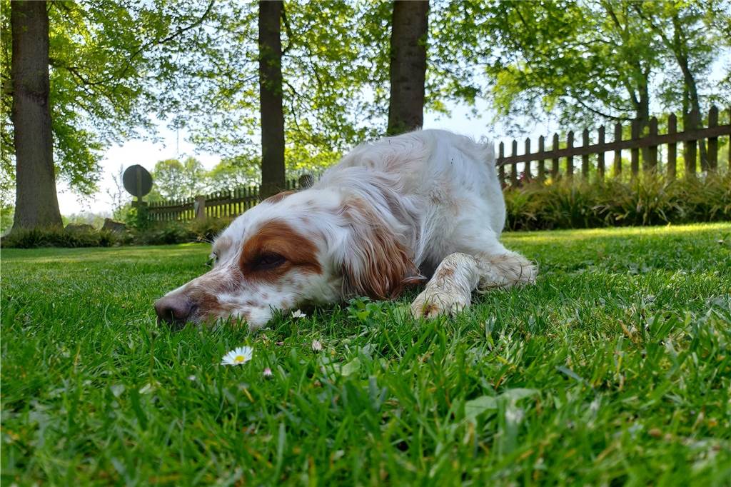 Zum Welthundetag: Viele Fotos von den Dorstener Fellnasen Unzählige E-Mails sind bei uns zum Welthundetag eingegangen. Ob kleine oder große Fellnasen: Hier sind Dorstens Hunde!